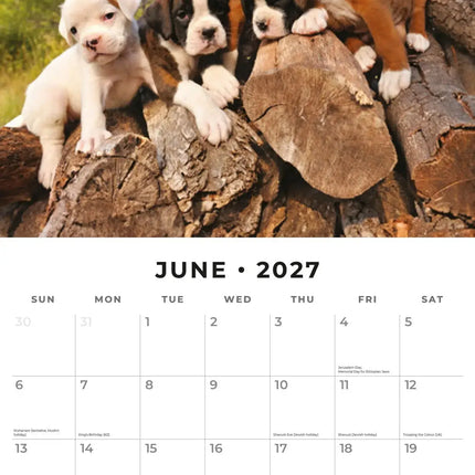 Red Robin Boxer Puppies Kalender 2027