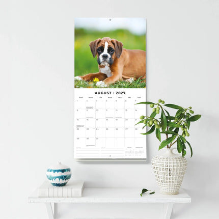 Red Robin Boxer Puppies Kalender 2027