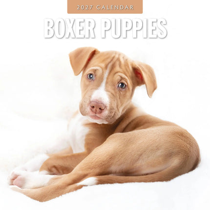 Red Robin Boxer Puppies Kalender 2027