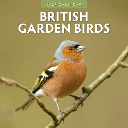Red Robin British Garden Birds Kalender 2027
