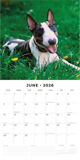 Red Robin Bull Terrier Kalender 2026