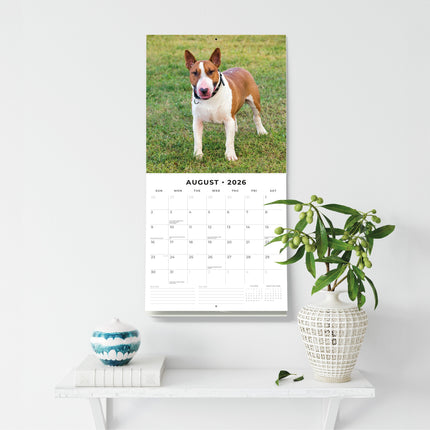Red Robin Bull Terrier Kalender 2026