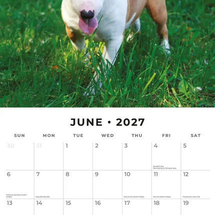 Red Robin Bull Terrier Kalender 2027