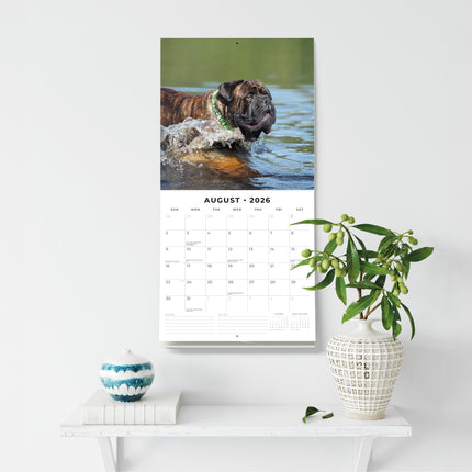 Red Robin Bullmastiff Kalender 2026