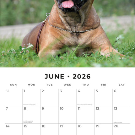 Red Robin Bullmastiff Kalender 2026