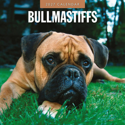 Red Robin Bullmastiff Kalender 2027