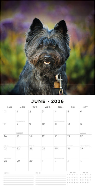 Red Robin Cairn Terrier Kalender 2026