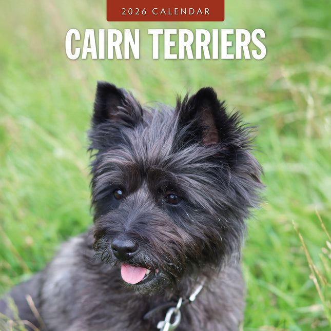 Red Robin Cairn Terrier Kalender 2026