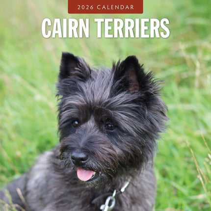 Red Robin Cairn Terrier Kalender 2026
