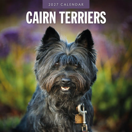 Red Robin Cairn Terrier Kalender 2027