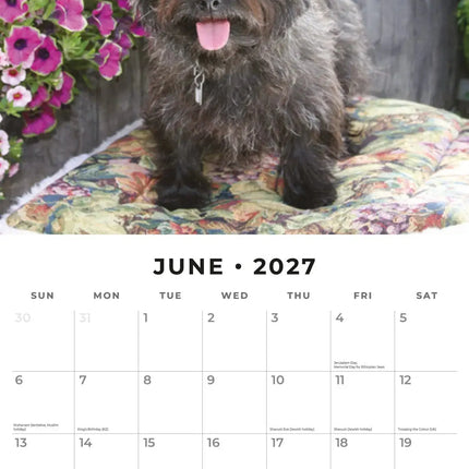 Red Robin Cairn Terrier Kalender 2027
