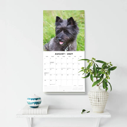 Red Robin Cairn Terrier Kalender 2027
