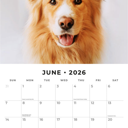 Red Robin Cats and Dogs Kalender 2026