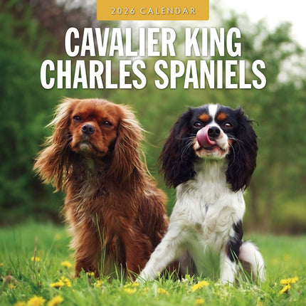 Red Robin Cavalier King Charles Spaniel Kalender 2026