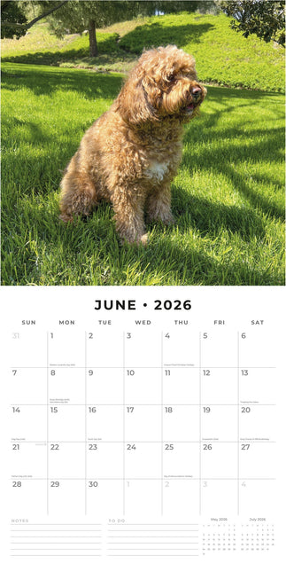 Red Robin Cavapoos Kalender 2026