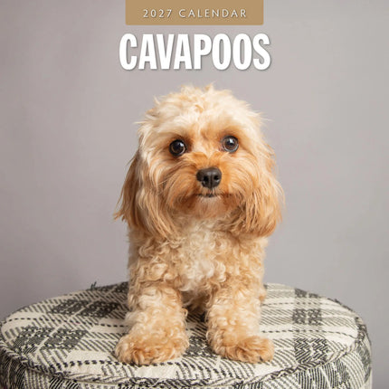 Red Robin Cavapoos Kalender 2027