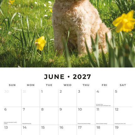 Red Robin Cavapoos Kalender 2027