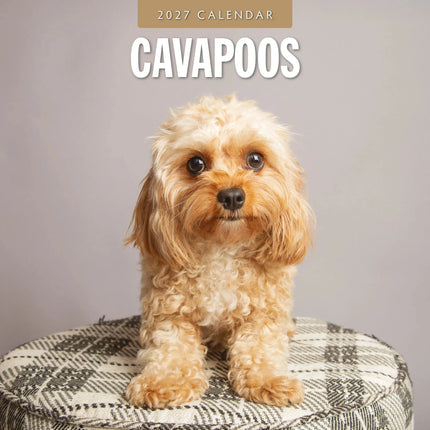 Red Robin Cavapoos Kalender 2027