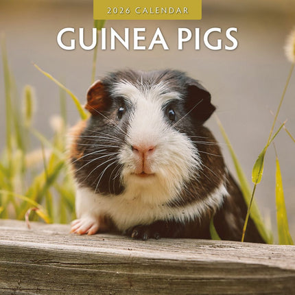 Red Robin Cavia Kalender 2026