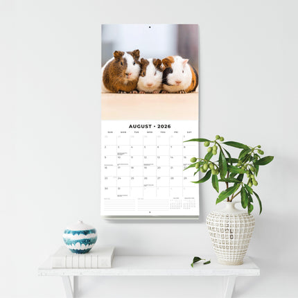 Red Robin Cavia Kalender 2026