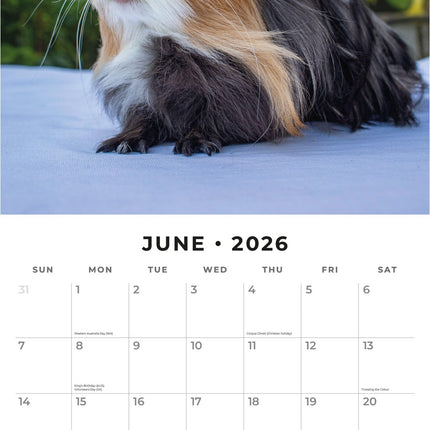 Red Robin Cavia Kalender 2026