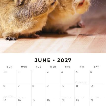 Red Robin Cavia Kalender 2027