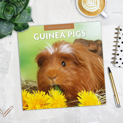 Red Robin Cavia Kalender 2027