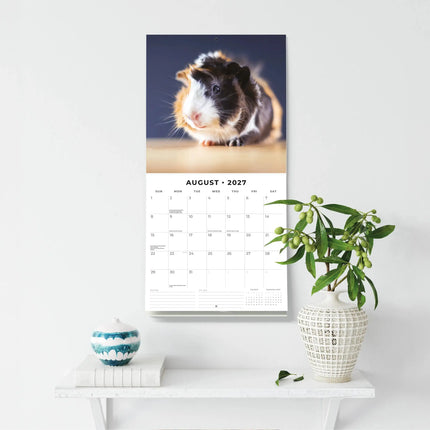 Red Robin Cavia Kalender 2027