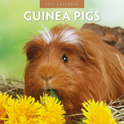 Red Robin Cavia Kalender 2027