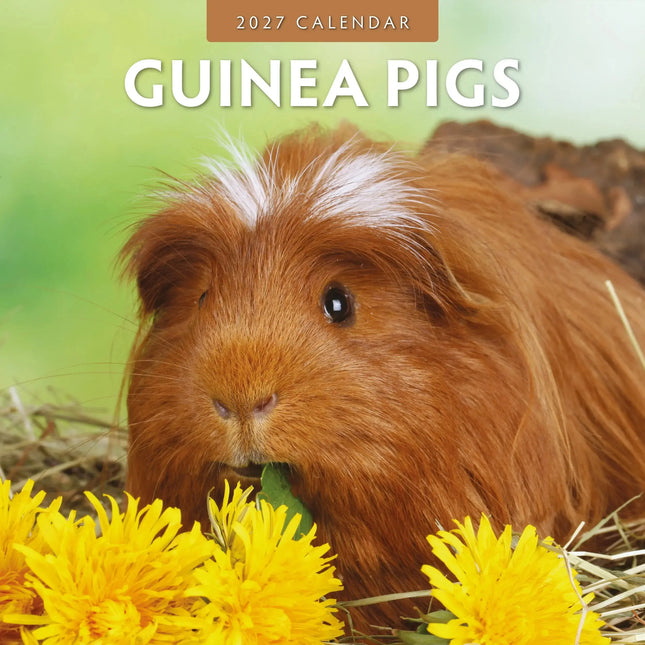 Red Robin Cavia Kalender 2027