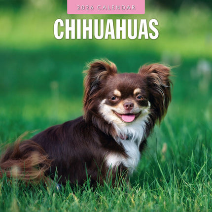 Red Robin Chihuahua Kalender 2026