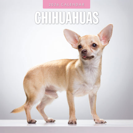 Red Robin Chihuahua Kalender 2027