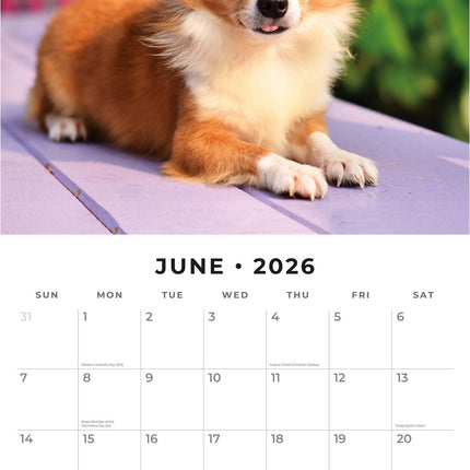 Red Robin Chihuahua Kalender 2027