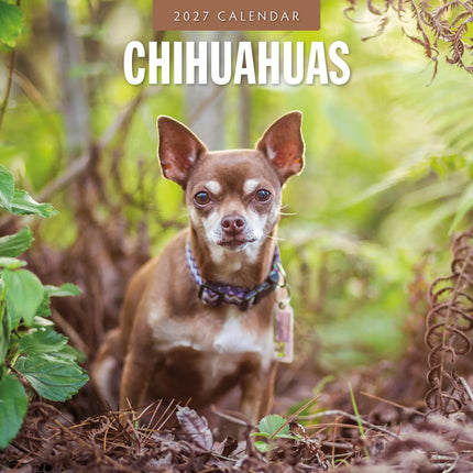 Red Robin Chihuahua Kalender 2027