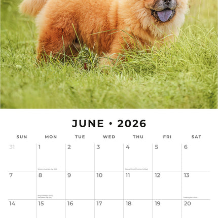 Red Robin Chow Chow Kalender 2026