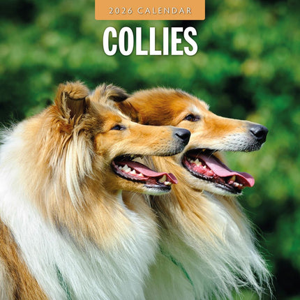 Red Robin Collie - Schotse Herder Kalender 2026
