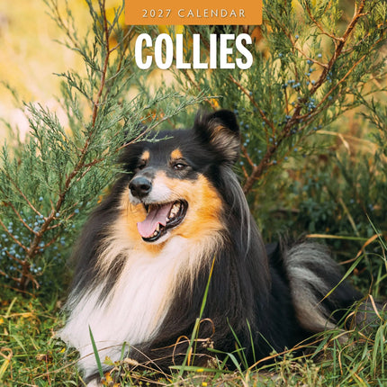 Red Robin Collie - Schotse Herder Kalender 2027
