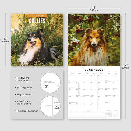 Red Robin Collie - Schotse Herder Kalender 2027