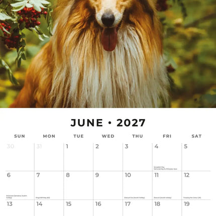 Red Robin Collie - Schotse Herder Kalender 2027