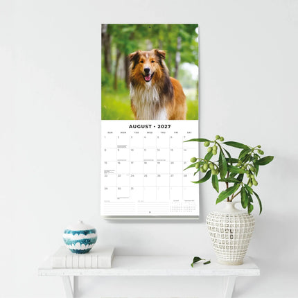 Red Robin Collie - Schotse Herder Kalender 2027