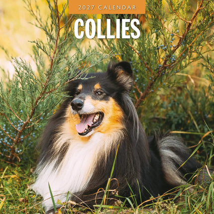 Red Robin Collie - Schotse Herder Kalender 2027