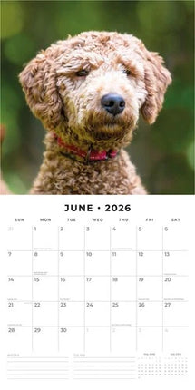 Red Robin Crossbreeds Kalender 2026