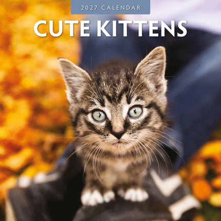Red Robin Cute Kittens Kalender 2027