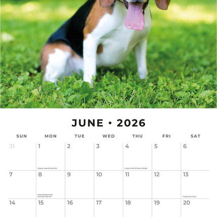 Red Robin Cute Puppies Kalender 2026