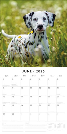 Red Robin Dalmatier Kalender 2025