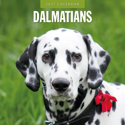 Red Robin Dalmatier Kalender 2027
