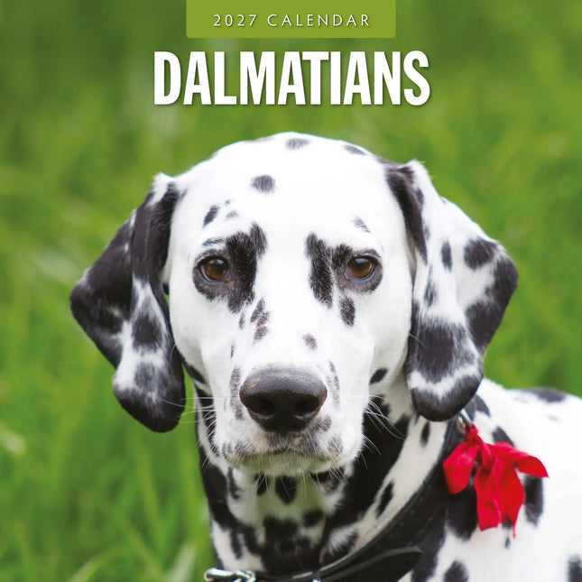 Red Robin Dalmatier Kalender 2027