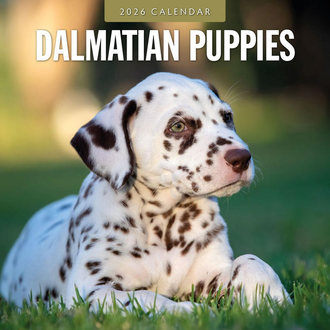 Red Robin Dalmatier Puppies Kalender 2026
