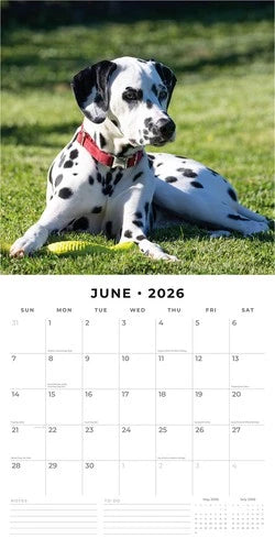 Red Robin Dalmatier Puppies Kalender 2026