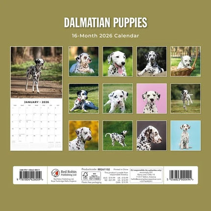 Red Robin Dalmatier Puppies Kalender 2026